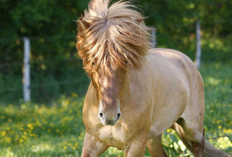 Farsaell von Heidmoor c.jpg